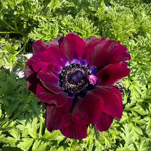 anemonesamen blumensaat balkon garten balkonpflanzen frühling schmetterlingsflieder bonsai topf gartenkräuter winterharte stauden für pralle sonne wildblumen balkonblumen 20samen