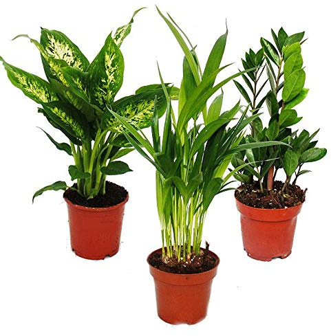 Zimmerpflanzen-Set Dypsis lutescens Zamioculcas 3 Pflanzen 12cm Topf