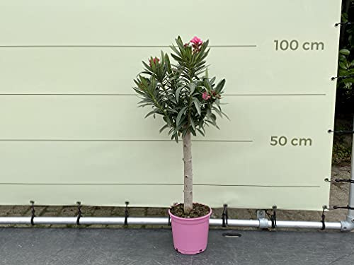 Tropictrees - Rosa oleander sobre tallo de 100 cm