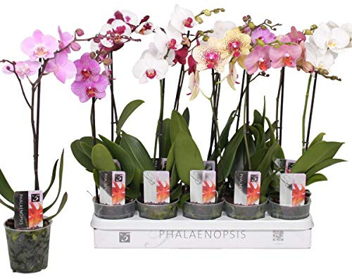10 Stück Phalaenopsis Orchidee 50–60 cm – 1 Blütentrieb – robuste Topforchidee für Wohnung & Büro – langanhaltende Blüten – pflegeleicht – dekorative Zimmerpflanze