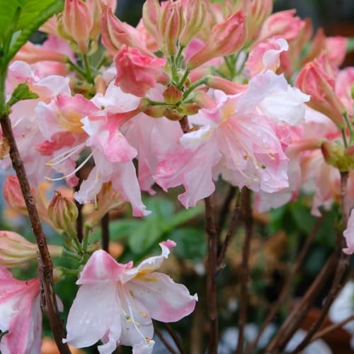 semi di rododendro - resistente copertura del terreno balcone giardino 100pcs