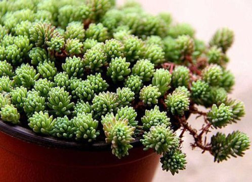 Fresh Sedum Hispanicum 30 semi spagnolo Stonecrop Ground Cover suculente
