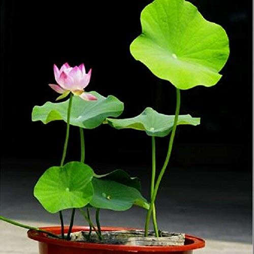 Portal Cool Acquista 3 ricevi 2 gratis Ninfee loto Seeds 10 pezzi bonsai da interno Blooming Aquatic