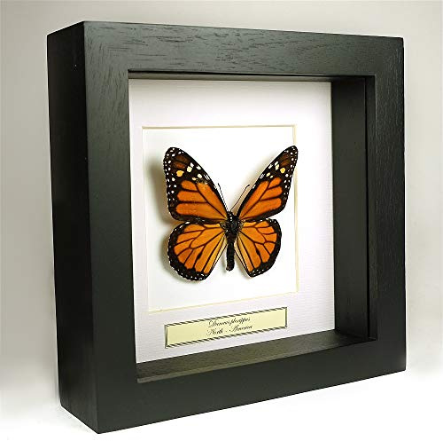 Danaus plexippus – Papillon Monarque – Véritable papillon monté sous verre dans cadre en bois noir fait main