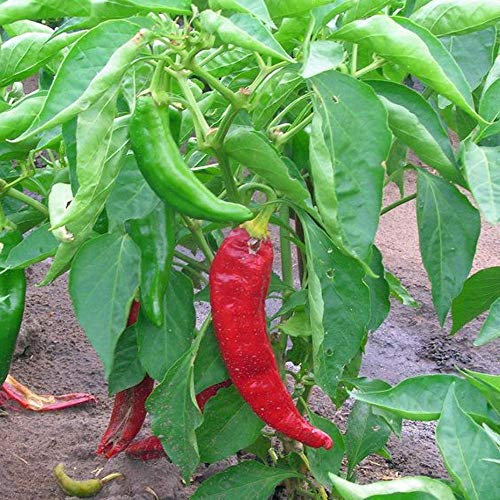 Viridis Hortus - 10 x Hot Anaheim Chilli Pepper - Vegetable/Fruit Seeds