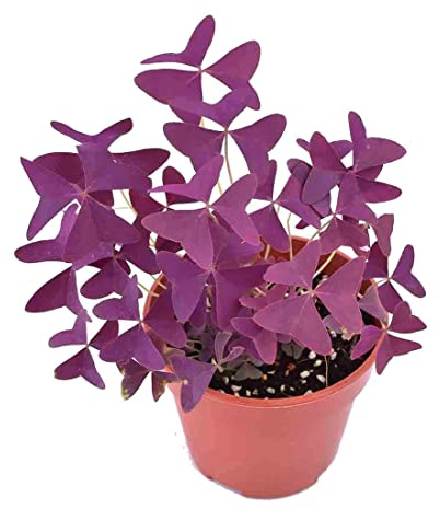 Oxalis Triangularis Trébol de Tres Hojas Natural - Planta Fácil de Cuidar de Color Morado