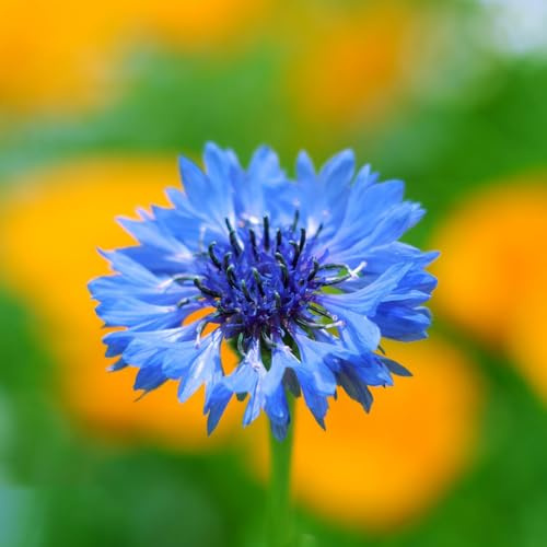 Fiordaliso verano di semi 1000pcs