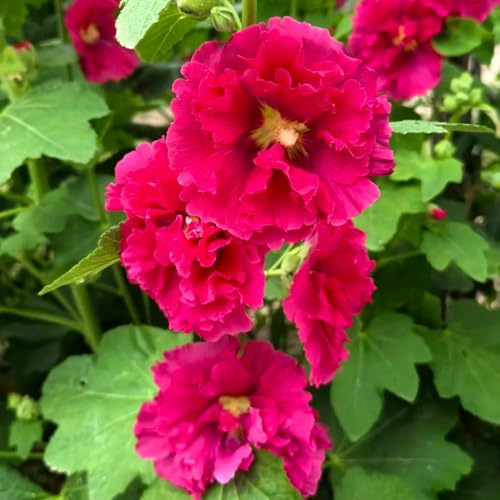 semillas de malva real, decoración tapizantes, resistentes 300pcs