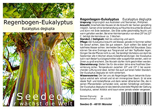 Seedeo Regenbogen-Eukalyptus (Eucalyptus deglupta) ca. 200 Samen