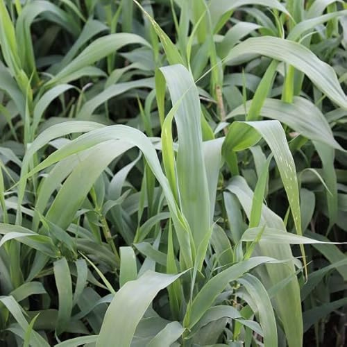 6x Pfahlrohr - Arundo donax - Topf 9x9cm - Robustes Ziergras für Garten und Teichrand
