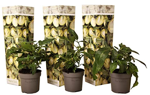 Plant in a Box - Solanum Muricatum 'Pepino gold' - Melonenbirne - 3er Set - Topf 9cm - Höhe 25-40cm
