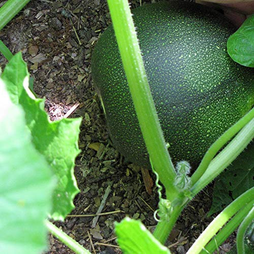 Portal Cool Agricoltura Biologica Gem Squash (Sud Africa) 15 Semi