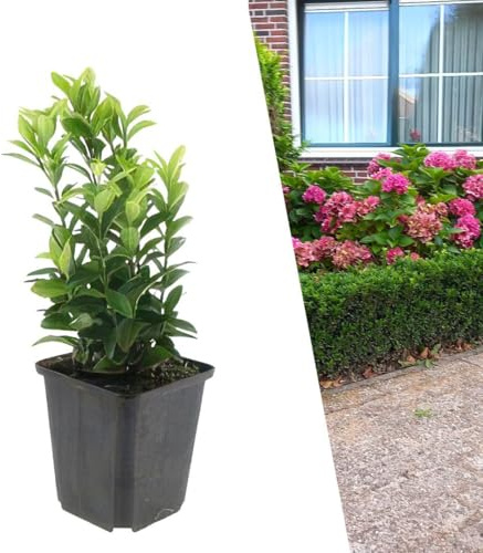Plants by Frank Euonymus Japonicus Green Spire, 24 Stück, Ø 9 cm | Japanischer Spindelstrauch Grün Heckenpflanzen, Buchsbaum Ersatz Winterhart, Immergrüne Hecke, Topf 9 cm, Höhe: 10 cm