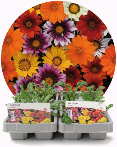 Garden Ready Gazania Mixed Flowers – 12 Plants Delivered in 2 x 6 Pack Recyclable Trays. They are Not Seeds Or Fake. They are Real, Living, British Grown, Young Plants and Produce Stunning Blooms