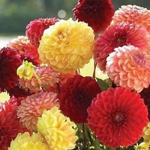 Semi Dalia Pompon Fiori Mix (variabilis) 120 + Semi
