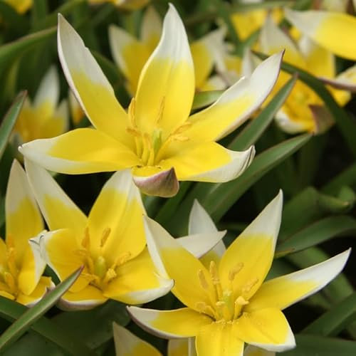 Tulpe Tarda | 10 Stück | Specie | Gelb | Tulpenzwiebeln | verwildernd | Geeignet für Töpfe | 100% Blütegarantie