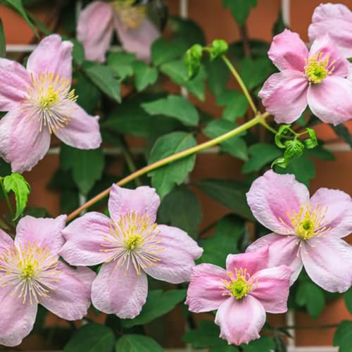 clematissamen - clematis florida - schnellwachsende kletterpflanzen gastgeschenk exotische balkonpflanzen balkongewächshäuser bonsai 220pcs