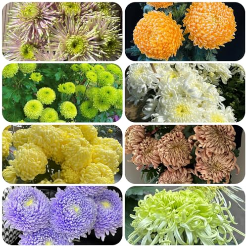 semillas de crisantemo resistentes de jardín rocas crisantemo cubierta perenne resistente silvestres balcón perennes cortadas 200pcs