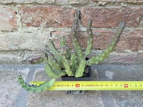 Geosism & Nature Stapelia varigata 18 cm, Cactus, pianta grassa