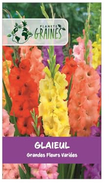 5 Bulbes de Glaïeuls à Grandes Fleurs - Coloris Variés Éclatants - Calibre Supérieur pour Massifs Lumineux et Bouquets d'Été