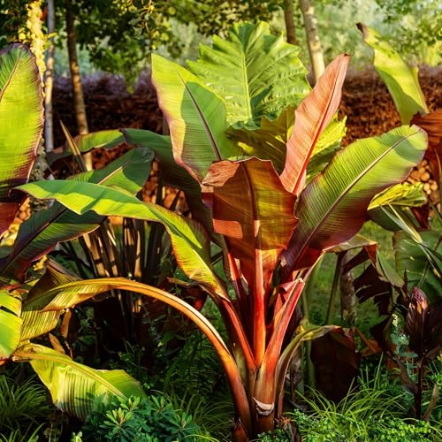 Ensete Ventricosum Maurelli Plante banane – Résistante à l'hiver – 6 plantes – Plante fruitée – Diamètre 17 cm Hauteur 40 cm – Vert et violet