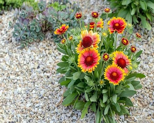 graines de fleurs de gaillarde 100pcs rouge, jaune