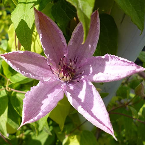 GardenersDream Clématite Hagley Hybrid - Plante Grimpante Rose Résistante au Froid - Clématite Vivace Persistante - Plante Extérieur Hybride