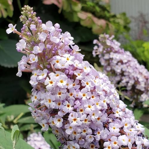 Schmetterlingsflieder, sträucher garten blumendeko sommerblumen garten blühende sträucher winterhart 600Samen