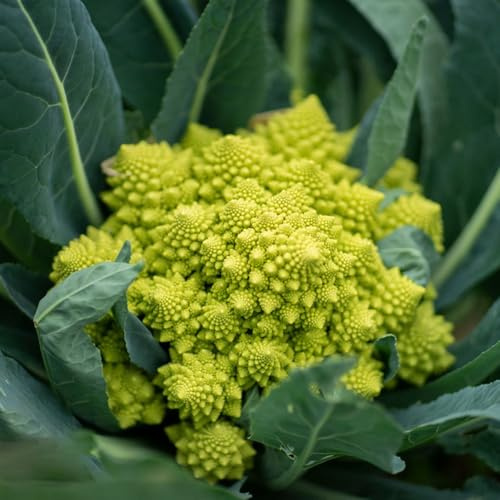 semi di cavolfiore biologici - balcone vecchie varietà giardino 350pcs