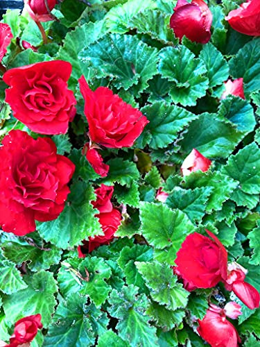 6 x Hardy Begonia grandiflora Red (Corms to Plant Yourself) Free UK Postage