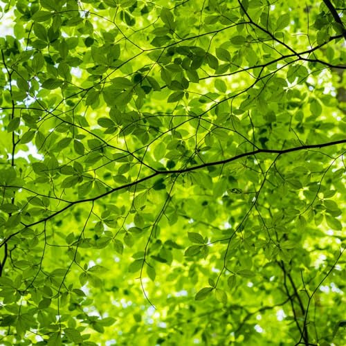 Rotbuche dekopflanze balkongarten dachbegrünung gartensamen pflanztopf hochbeett exotische zimmerpflanzen blumengarten pflanztöpfe deko büro herbstpflanzen winterhart gartenpflanze 225samen