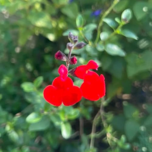 Semi di salvia - raro semi di selvatiche giardino aromatiche resistenti per giardini rocciosi selvatici copertura del terreno aromatiche da giardino 350pcs