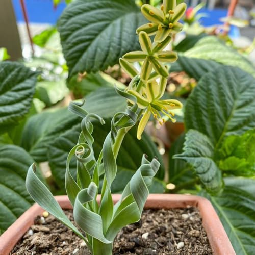 albuca spiralis - gartenpflanzen topfpflanzen draußen winterhart Frühlingsgras dachbegrünung fleischfressende hochbeete für garten winterharte balkonpflanzen kletterpflanze 150samen