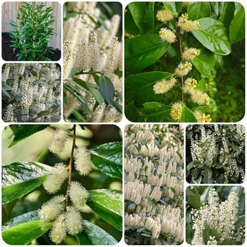 semi di alloro ciliegia, resistenti tappezzabilità del terreno, esotiche da giardino 25pcs