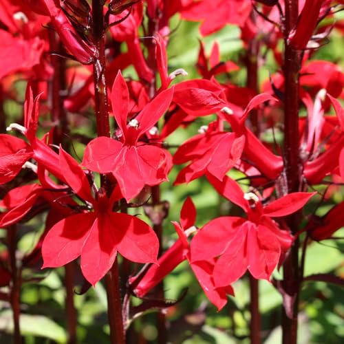 YouGarden Lobelia speciosa 'Queen Victoria', Established Plant in 9cm Pot, Pollinator-Friendly, Vibrant Red Flowers