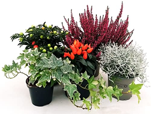 POWERS TO FLOWERS - MISTO PIANTE AUTUNNALI. ERICA CALLUNA, PEPERONCINO, EDERA, SOLANUM THURINO, CALOCEPHALUS. 5 PIANTE, VASO 12CM DIAMETRO, piante vere