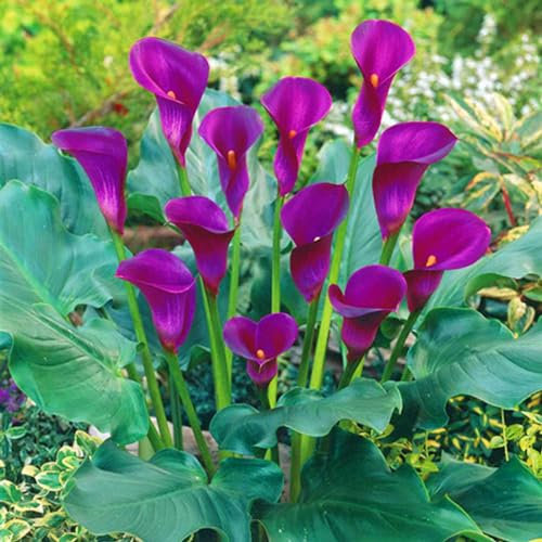 Calla Lily Bulbs-Calla Lily Bulbs for Planting Now UK,Hardy Perennial,Plant Bulbs,Wedding Flowers,Garden Flowers-10bulbs-a