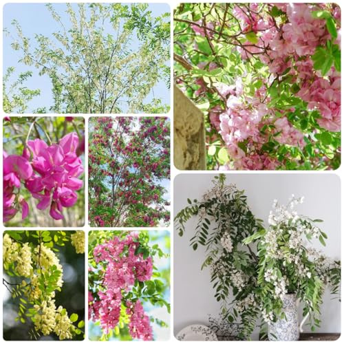 semi resistenti di robinia nera biologici, vecchie varietà, arboree robinia nera esotiche, in crescita sempreverdi resistenti 125pcs