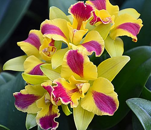 Eleganza Rizoma di Cymbidium Orchidea, Resistenti Al Freddo E Alla Siccità, Facile Da Coltivare, Splendide esposizioni in giardino-3 Rizoma-A