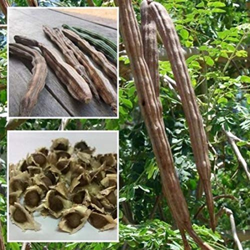 Moringa Oleifera Samen, gesunde Haut, für Frauen, Männer, Kinder, Anfänger, Gärtner, Geschenk, 50 Stück
