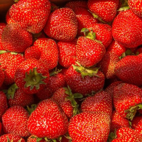 650 piezas semillas de fresa perenne - semillas exóticas de jardín resistentes, fresa, balcón