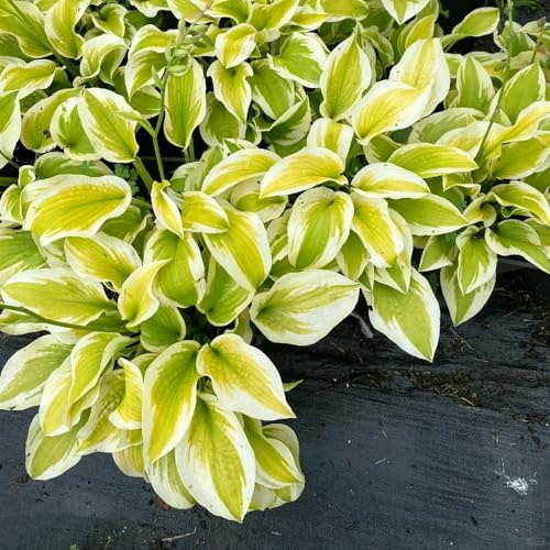 funkien grüne deko kräuterbeet indoor gartenkräuter gartenpflanzen topfpflanzen draußen winterhart grünpflanzen mehrjährige blumensamen hochbeet balkon deko zimmerbonsai bonsai indoor 20samen