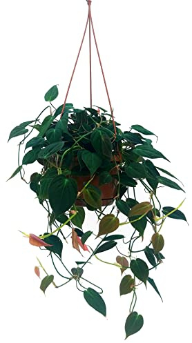 POWERS TO FLOWERS - PHYLODENDRON SCANDENS MICANS BASKET, v18cm diametro, piante vere