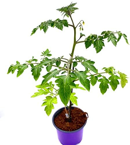 Tomatenpflanze veredelte Schokoladen Tomate Starlias Kakao 2er-Set