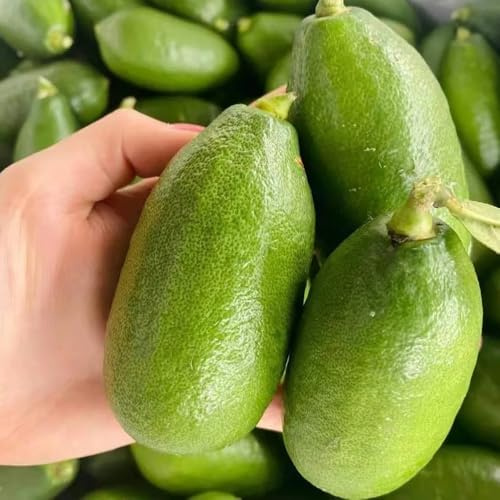 semillas de limonero para balcones de interior, limonero fresca, columnares, para lecho 300pcs