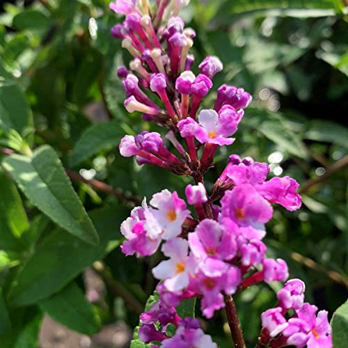 Schmetterlingsflieder Berries and Cream - Sommerflieder (Buddleja) Pflanze in weiß-lila, halbschattig und winterhart - Flieder-Strauch von Garten Schlüter
