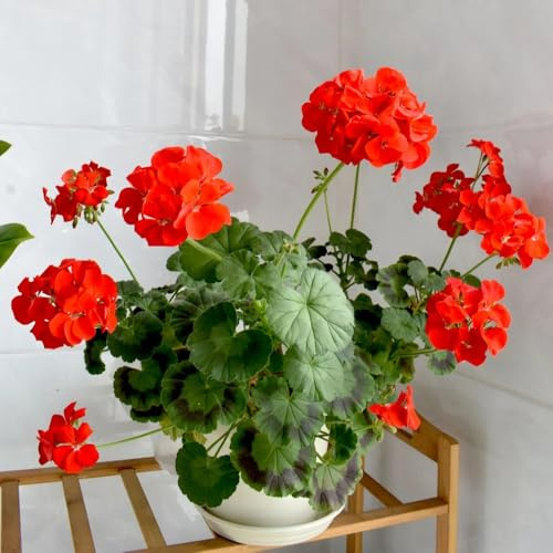 geranios silvestres, macizo de exóticas pelargonio semillas de silvestres sombra Decoración sala estar con camas elevadas primavera, resistentes en 25semillas