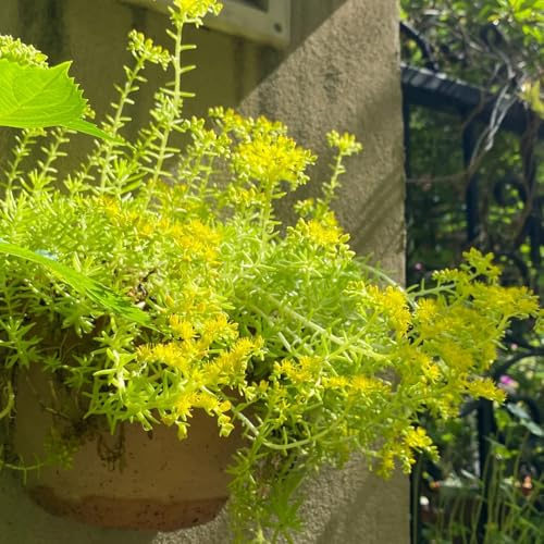 Semillas de Sedum Lineare, semillas de silvestres Decoración de jardín para exteriores 300pcs
