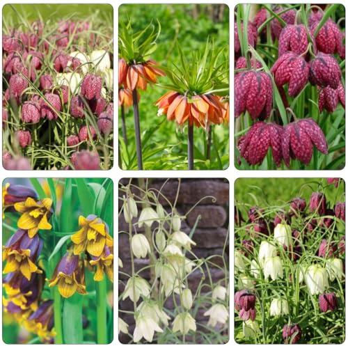 bulbi imperiale coronata resistenti balcone giardino esotico 9pcs