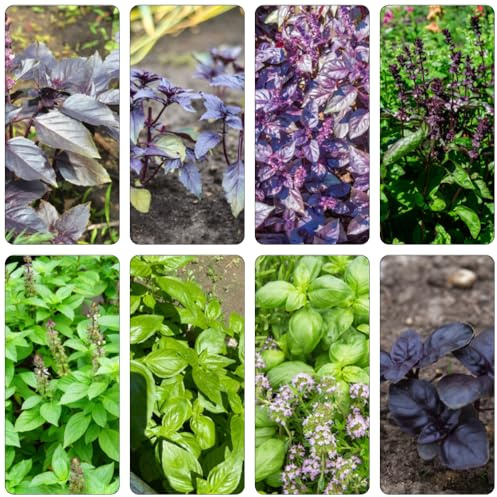 semi di basilico da giardino resistenti balcone cucina basilico da giardino, decorazione invernale balconi semi selvatici 350pcs